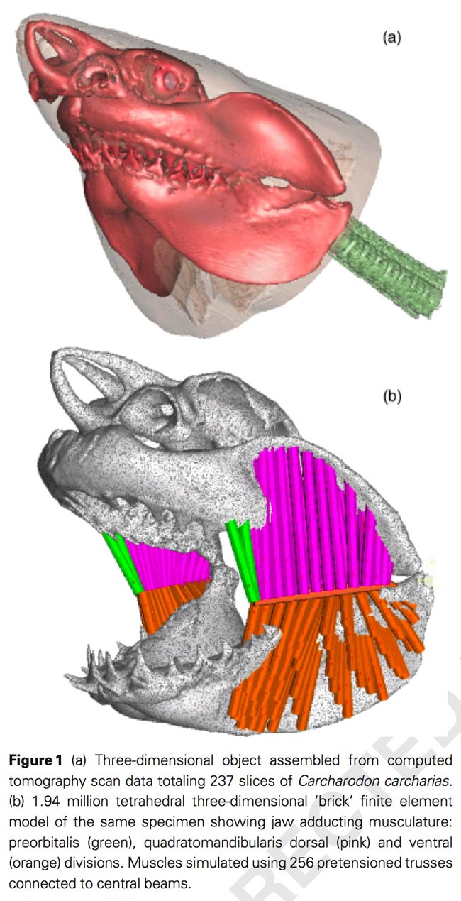 Cú đớp của cá mập cổ đại còn uy lực hơn cả khủng long T. rex